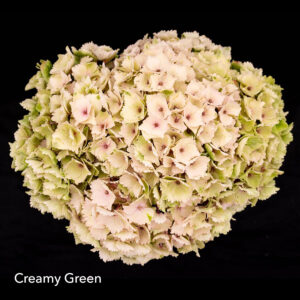 Creamy-Green