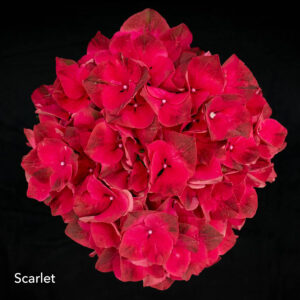 Scarlet