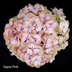Sepia-Pink