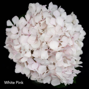 White-Pink